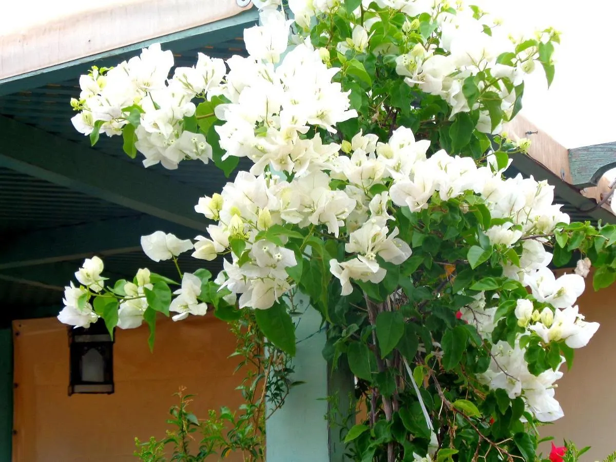Riad Sesame Marrakesh Guest house